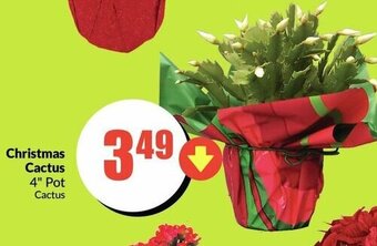 FreshCo Christmas Cactus offer