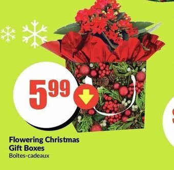 FreshCo Flowering Christmas Gift Boxes offer