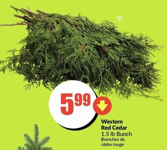 FreshCo Western red Cedar offer