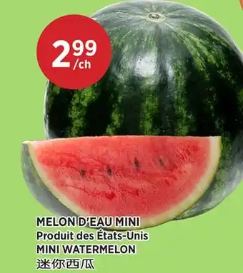 Kim Phat MINI WATERMELON offer