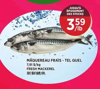 Kim Phat FRESH MACKEREL offer