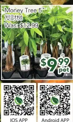 Ample Food Market Money Tree5 offer