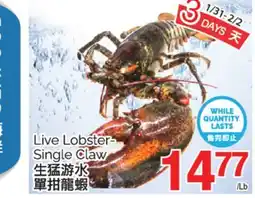 T&T Supermarket LIVE LOBSTER SINGLE CLAW offer