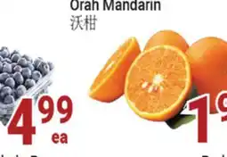 Oceans Fresh Food Market Oran Mandarin offer