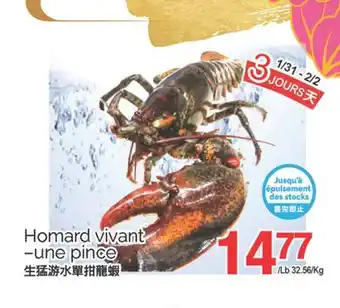 T&T Supermarket HOMARD VIVANT-UNE PINCE offer