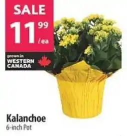 Co-op Kalanchoe offer