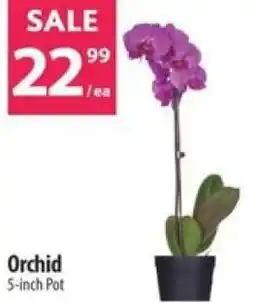 Co-op Orchid 5-inch Pot offer