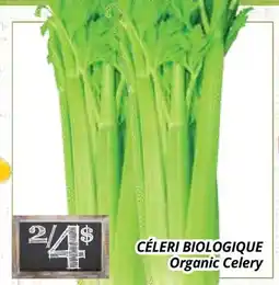 Supermarché PA CÉLERI BIOLOGIQUE | Organic Celery offer