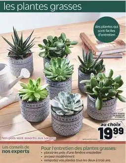 Metro SUCCULENTES ASSORTIES MA BOUQUETERIE | MA BOUQUETERIE ASSORTED SUCCULENTS offer