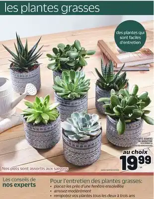 Metro SUCCULENTES ASSORTIES MA BOUQUETERIE | MA BOUQUETERIE ASSORTED SUCCULENTS offer