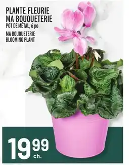 Metro PLANTE FLEURIE MA BOUQUETERIE | MA BOUQUETERIE BLOOMING PLANT offer