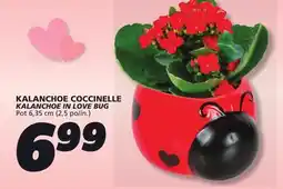 IGA KALANCHOE IN LOVE BUG offer