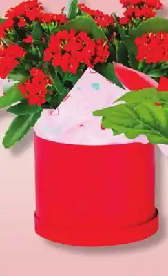 IGA BLOOMING IN A HAT POT offer