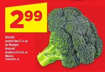 Maxi BROCOLI / BROCCOLI offer