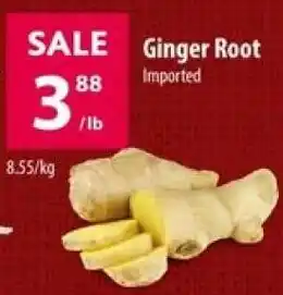 Co-op Ginger Root offer