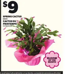 Independent Grocer SPRING CACTUS EACH offer