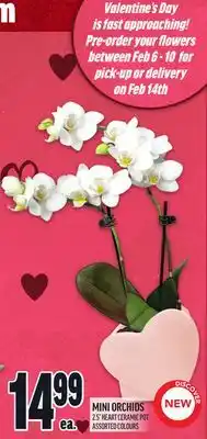 Metro MINI ORCHIDS offer