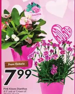 Sobeys Pink Kisses Dianthus offer