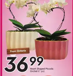 Sobeys Heart Shaped Piccola Orchid offer