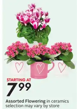 Sobeys Assorted Flowering in ceramics offer