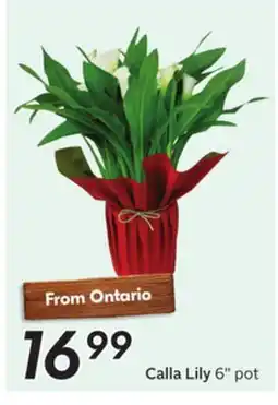 Sobeys Calla Lily offer