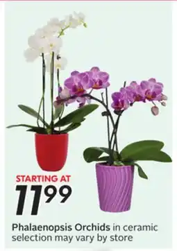 Sobeys Phalaenopsis Orchids offer