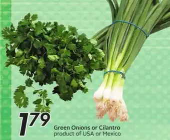 Sobeys Green Onions or Cilantro offer