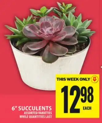 Food Basics 6 SUCCULENTS offer