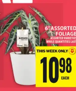 Food Basics 6 ASSORTED FOLIAGE offer