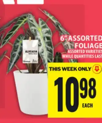 Food Basics 6 ASSORTED FOLIAGE offer