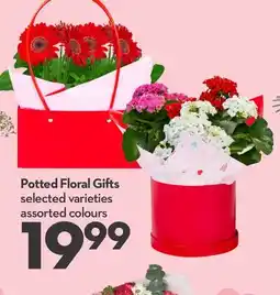 Longo's Potted Floral Gifts offer