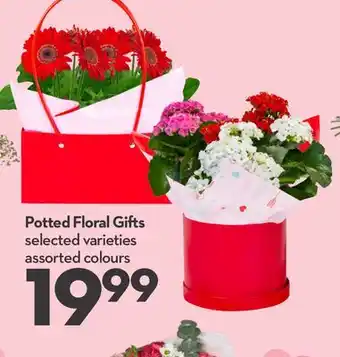 Longo's Potted Floral Gifts offer