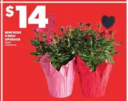 Loblaws MINI ROSE 6 INCH UPGRADE EACH offer