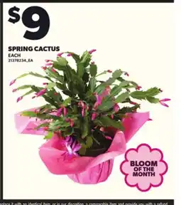 Loblaws SPRING CACTUS offer