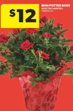 Real Canadian Superstore MINI POTTED ROSE offer