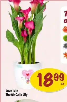 Farm Boy Love Is In The Air Calla Lily offer