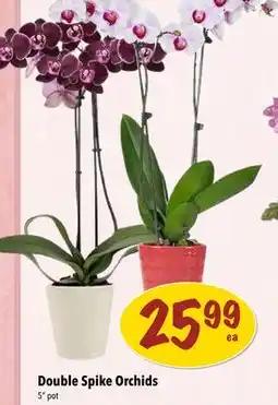 Farm Boy Double Spike Orchids offer