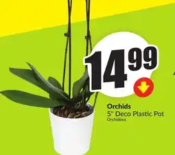 FreshCo Orchids 5 Deco Plastic Pot offer