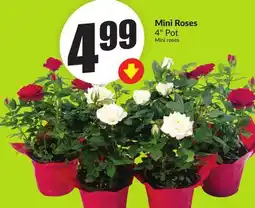 FreshCo Mini Roses 4 Pot offer