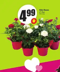 Chalo FreshCo Mini Roses 4 Pot offer