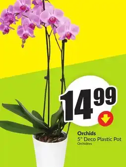 Chalo FreshCo Orchids 5 Deco Plastic Pot offer