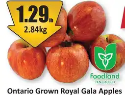 Starsky Ontario Grown Royal Gala Apples offer