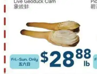 Oceans Fresh Food Market Live Geoduck Clam offer
