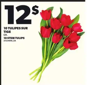 Provigo 10 TULIPES SUR TIGE offer