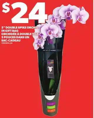 Independent Grocer 5 DOUBLE SPIKE ORCHID IN GIFT BAG offer