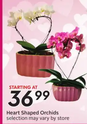 Sobeys Heart Shaped Orchids offer