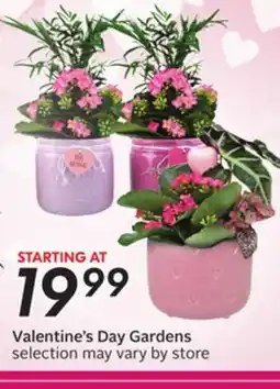 Sobeys Valentine's Day Gardens offer