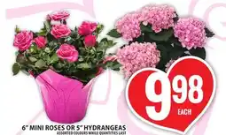 Food Basics 6 MINI ROSES OR 5 HYDRANGEAS offer