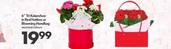 Longo's Tri Kalanchoe in Red Hatbox or Blooming Handbag offer