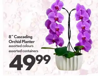 Longo's Cascading Orchid Planter offer